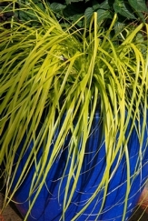 EverColor® Everillo Japanese Sedge, Carex oshimensis 'Everillo' 21002